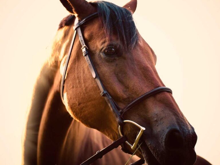 PMU Rapport Les Meilleurs Pronostics Et Statistiques Hippodromes