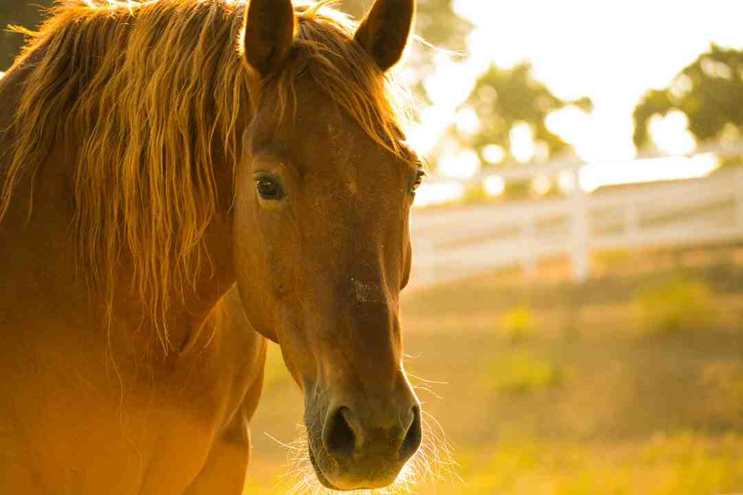 Quels sont les meilleurs chevaux de course ?