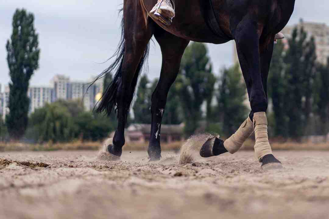 Comment devenir jockey à 14 ans ?
