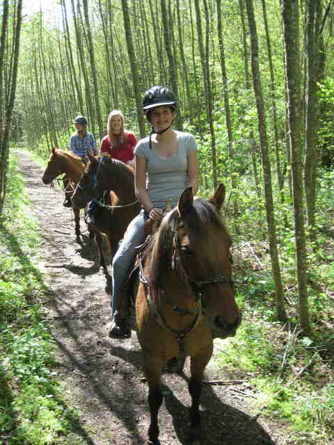 Quelle est la race de cheval la plus calme ?