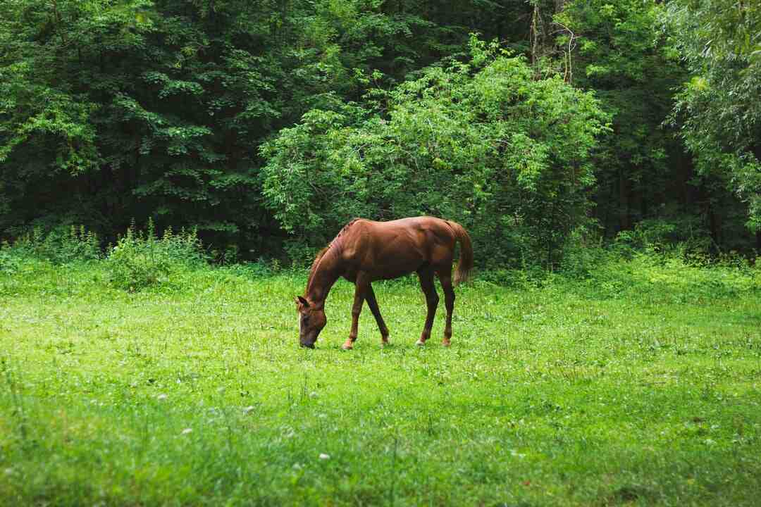 Comment choisir des chevaux pour le PMU ?