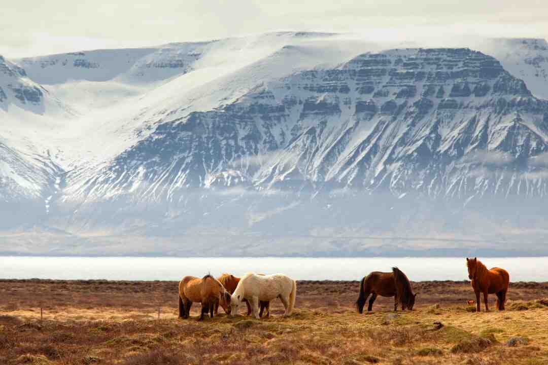 Comment choisir les bons chevaux au Quinté ?