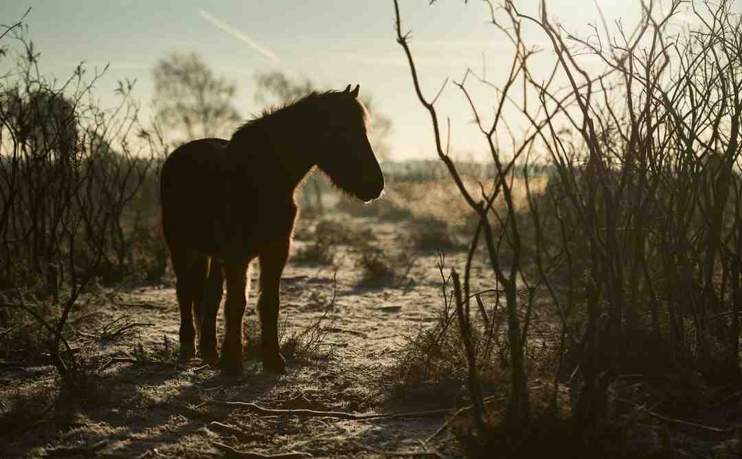 Comment jouer un cheval gagnant ?