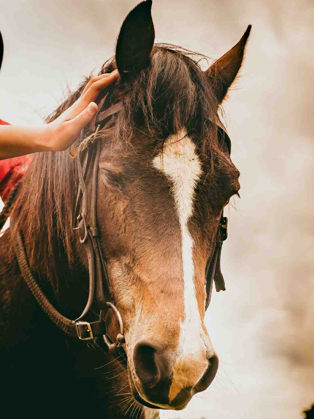 Quel budget prévoir pour un cheval ?