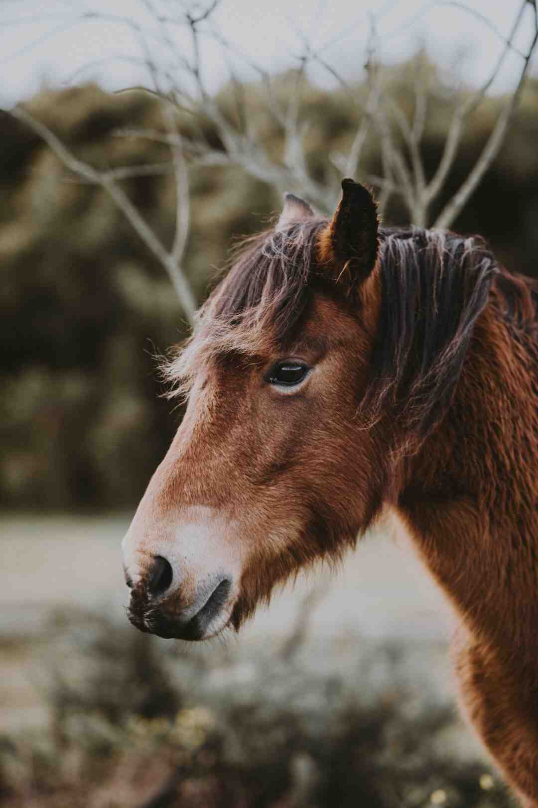 Quel est le cheval le plus cher au monde ?