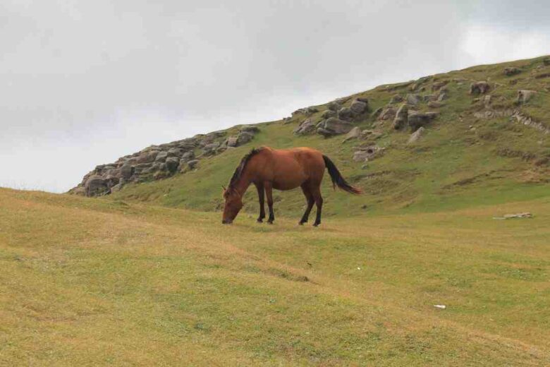 Programme Des Courses Hippiques Du Jour Par PMU Et PMU.fr | Zone-Turf ...