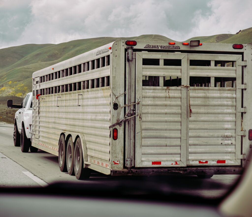 assurance van chevaux